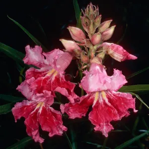 Chilopsis lenearis, Santa Barbara Botanic Garden