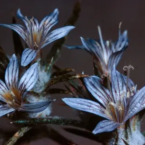 Eriastrum filifolia (Hugelia filifolia), Borrego, slide is duplicate