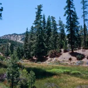 Yellowjacket Campground, Sierra Nevada