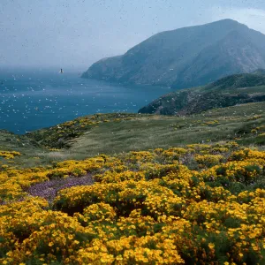 Coreopsis, Dichelostemma, East of Sheep Camp, Middle Anacapa Island