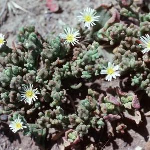 Mesembryanthemum nodiflorum, East anacapa Island