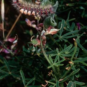 caterpillar (Orygia vestusta), on Lupinus truncatus, above Sheep Camp