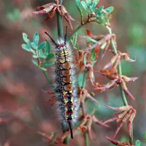 caterpillar on Lotus scoparius, West Tussock moth (Orgyia wetusta), West end of West Anacapa