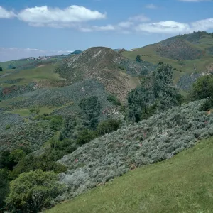 Pinus sabiniana, Coastal Sage, Grassland, Figueroa Mountain Road, Santa Barbara County