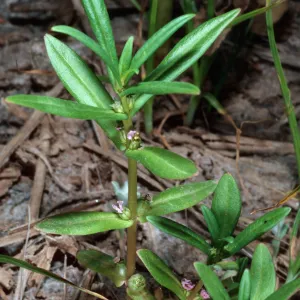 Ammannia coccinea, Mirror Lake
