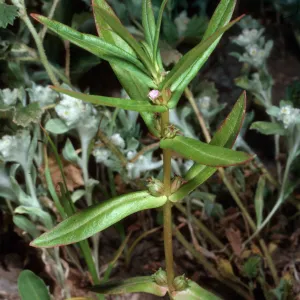 Ammannia coccinea, Mirror Lake