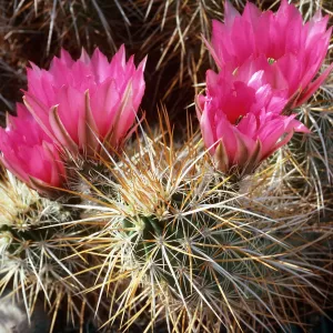 Enchinocereus engelmannii, Saline Valley, Northern Mojave Desert