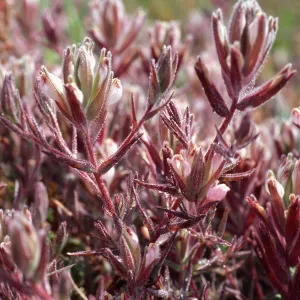 Cordylanthus maritimus, Carpinteria salt marsh