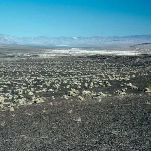 Petalonyx, Atriplex hymenelytra, lava flats, North of Ubehebe Crater, Death Valley