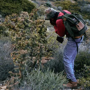 Opuntia prolifera, Arroyo Cholla & Bob Haller