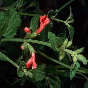 Stachys cocinea