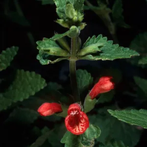 Stachys cocinea
