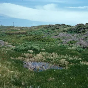 wet areas in dunes, at Point Conception