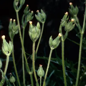 Silene multinervia, burn above Foster Glen, Highway 154