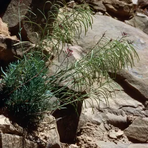 Arabis, Hwy 33