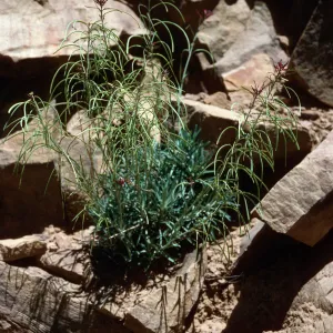 Arabis, Hwy 33