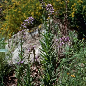 Turricula parryi, Hwy 33