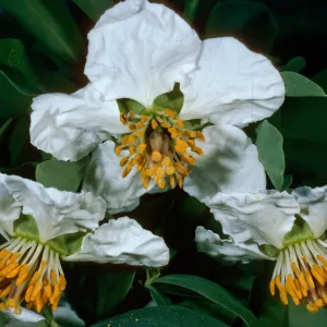 Camissonia californicum, Wrigley Garden, Santa Catalina Island