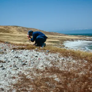 Dudleya greenei nana habitat, East Point, Santa Rosa Island