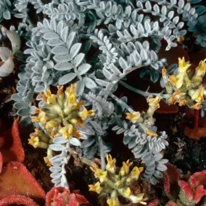 Astragalus traskiae, Arch Point Trail, Santa Barbara Island
