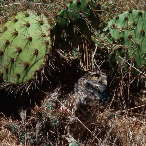 burrowing owl, Middle Canyon, Santa Barbara Island