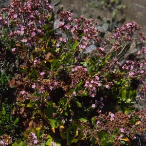 Stephanomeria blairii