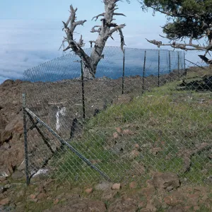 pine exclosure, North end of Guadalupe Island