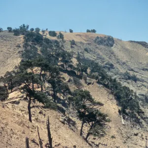 pines, North Point, Guadalupe Island