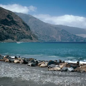 Guadalupe Island