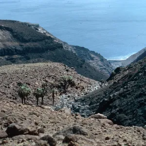 Guadalupe Island