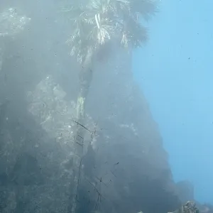 Erythea, Guadalupe Island