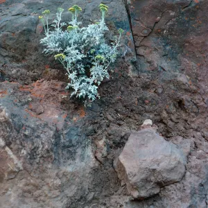 Perityle incana, cliffs of lower Circus, Guadalupe Island