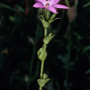 Triodanis biflora, meadow, Santa Barbara Botanic Garden