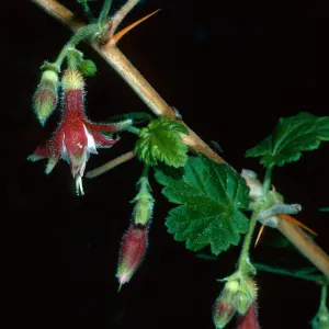Ribes thacherianum, Santa Barbara Botanic Garden