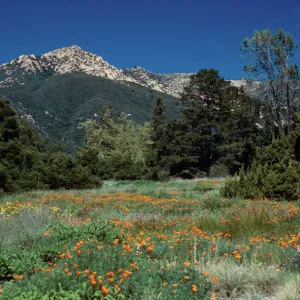 meadow, Santa Barbara Botanic Garden