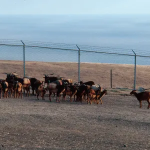 goats, Feral Animal Removal Program, San Clemente Island