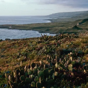 Eel Point, from Eel Coyis Canyon, San Clemente Island