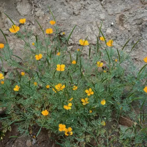 Eschschnolzia ramosa, Eel Point grade, San Clemente Island