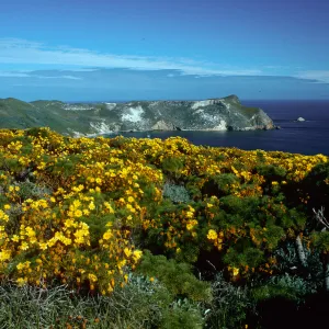 Coreopsis, Cuyler Harbor, from Cabrillo Monument, San Miguel Island