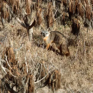 fox, Orobanche parishii, Cattail Canyon, San Nicolas Island