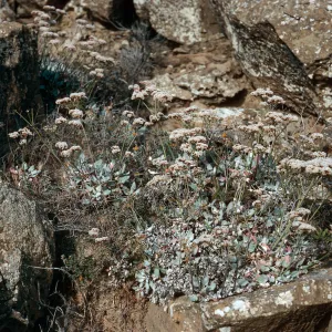 Eriogonum grande timorum, Theodolite Road, San Nicolas Island