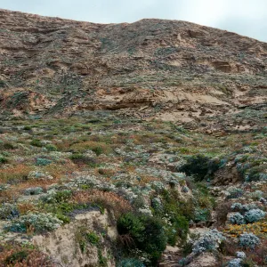 Eriogonum grande habitat, Southeast end, 0.2 mile West of barge landing, San Nicolas Island