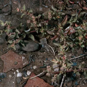 Atriplex pacifica, SN- 1137, San Nicolas Island