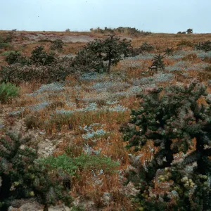 Opuntia prolifera, South of Building 121, San Nicolas Island
