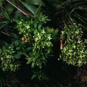 Galium buxifolium, sea bluffs, West of Eagle Canyon, Santa Cruz Island