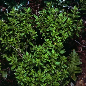 Galium buxifolium, sea bluffs, West of Eagle Canyon, Santa Cruz Island