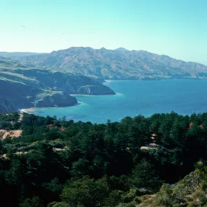 Eastern Pine forest, Santa Cruz Island