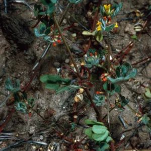 Lotus hamatus, Coches Road, Santa Cruz Island