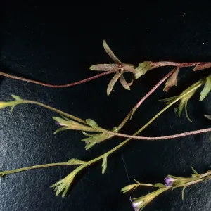 Githopsis diffusa, Santa Cruz Island