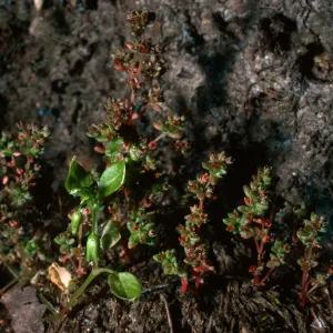 Crassula erecta, West of Prisoners Harbor, Santa Cruz Island